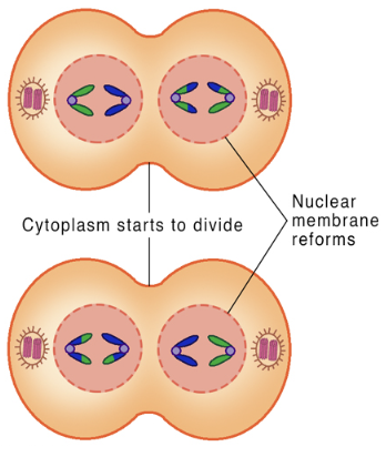 Image Source: ScienceFacts.net | Meiosis
