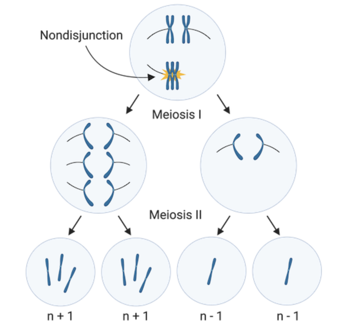 Image Source: Aneuploidy & chromosomal rearrangements (article) | Khan Academy