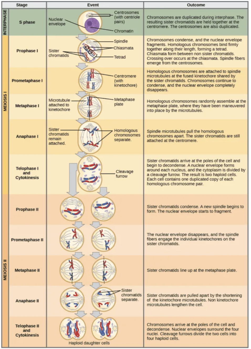 Image Source: Meiosis | A Level Biology