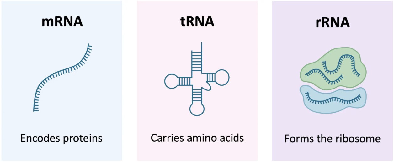 Image Source: Types of RNA | BioNinja