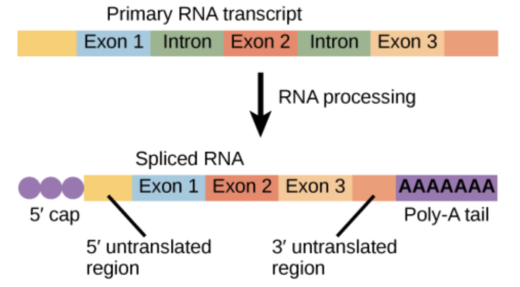 Image Source: RNA Processing in Eukaryotes | OpenEd CUNY
