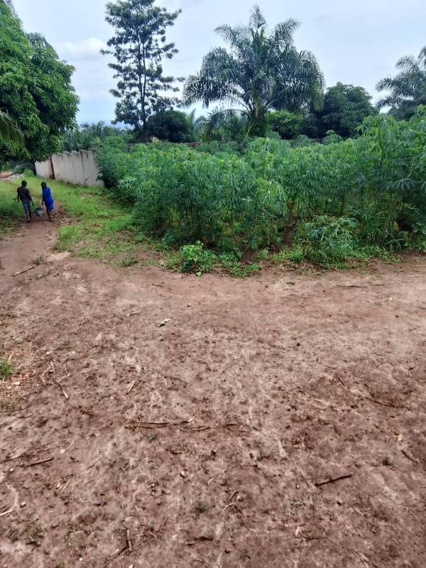 Parcelle située à Tenga local
