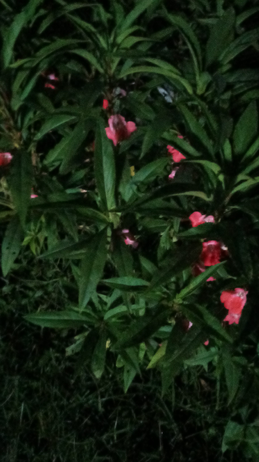 ভালপোৱা