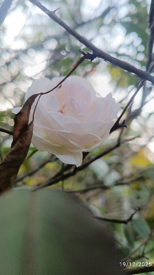 স্বাধীনচেতীয়া
