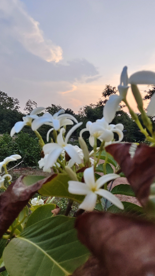 ବସନ୍ତର ଶେଷ ଚିଠି