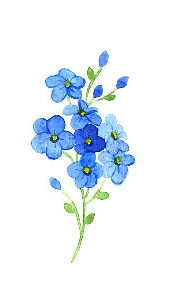 Forget me Not