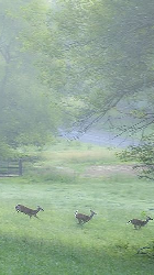 Hunting as a wolf