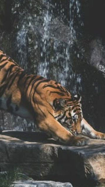 Roar of the forgotten