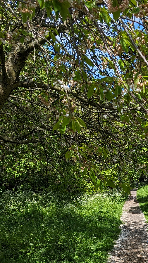 The Jungle (Poem)