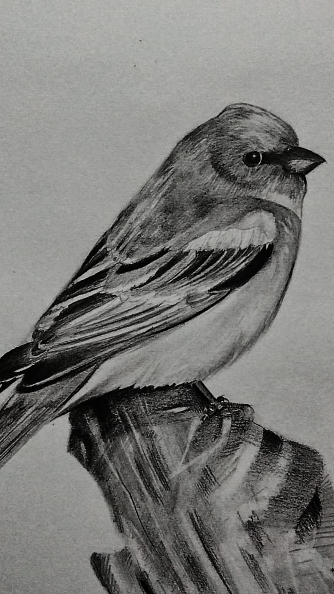 The sad bird
