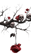 The tale of red roses