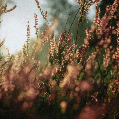 Eyda