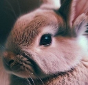 Haddon