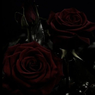 nightflower 🖤