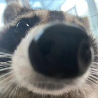 Mikko