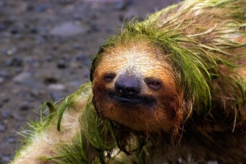 KingSloth12