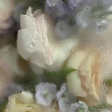 angelblossoms