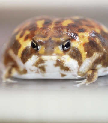 Mr.frog