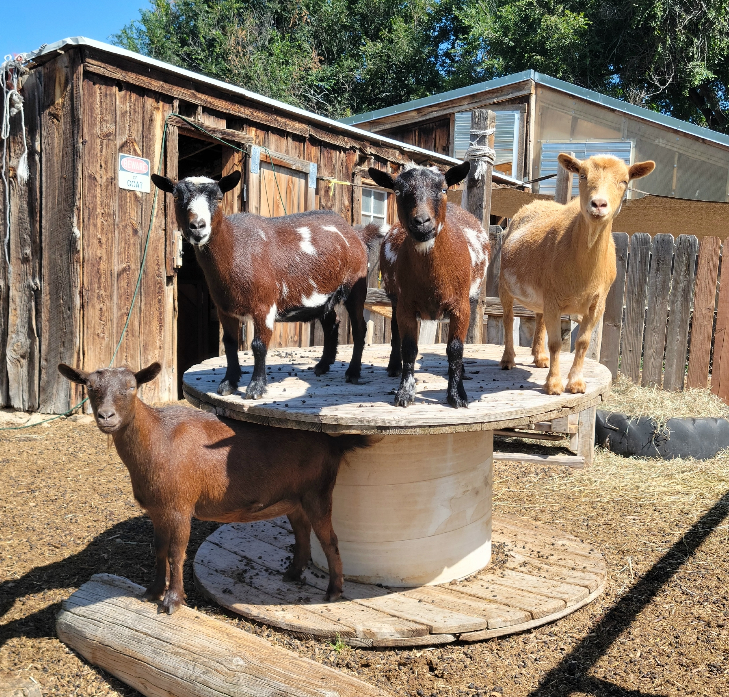 GoatyGoatFace