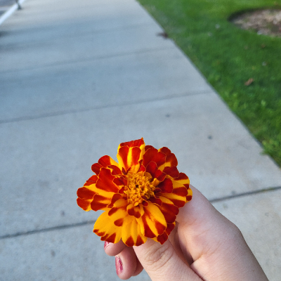 Wild Flower