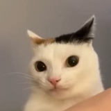 MochaFrappeBaby