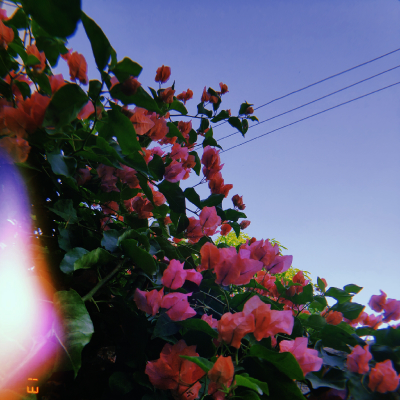 dusk_lob