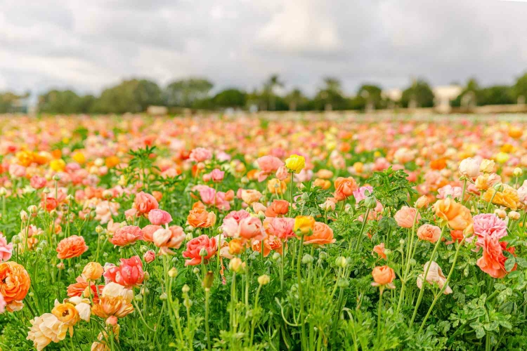 kennyrose