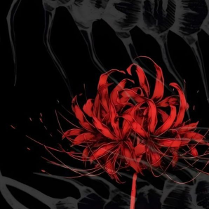 lycoris radiata