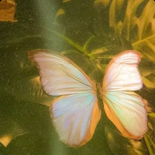 Sophia