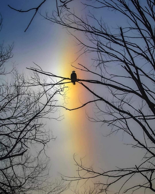 The Madd Raven