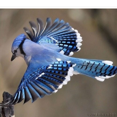 blue jay_1