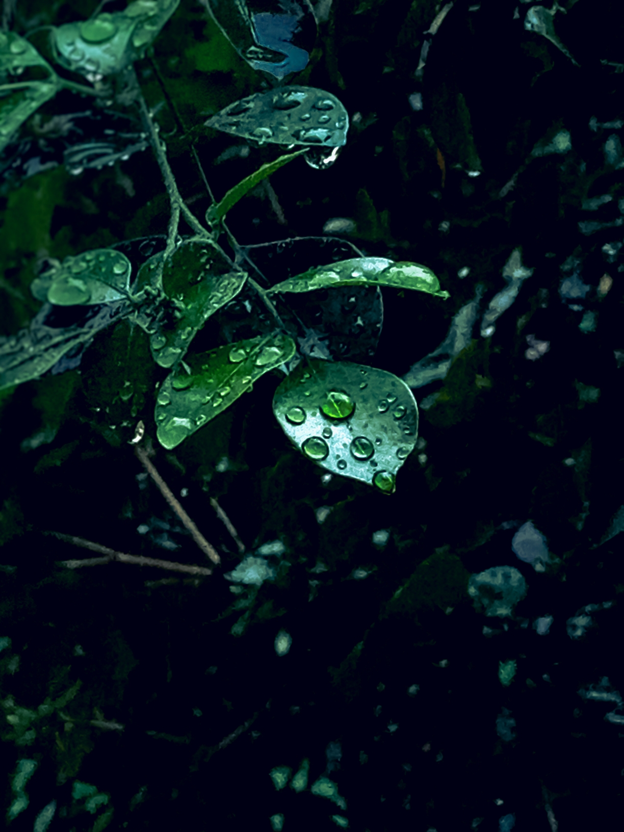 সাবু