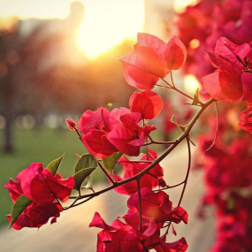 Anna.V_10