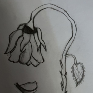 lila_0411