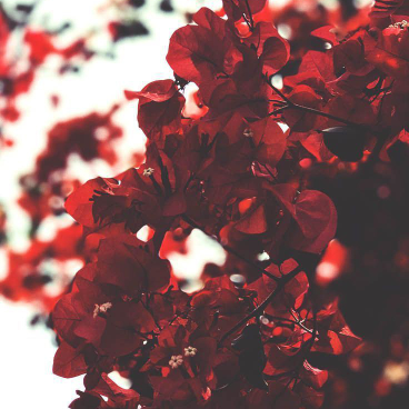 Black Rose