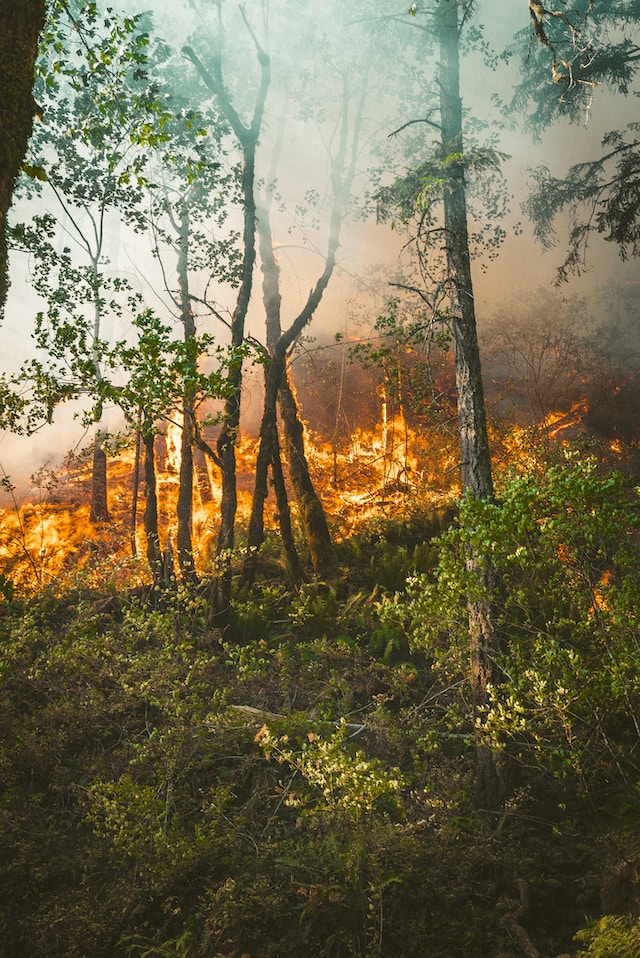 Los incendios forestales se intensifican en varios países y amenazan la biodiversidad y la salud humana