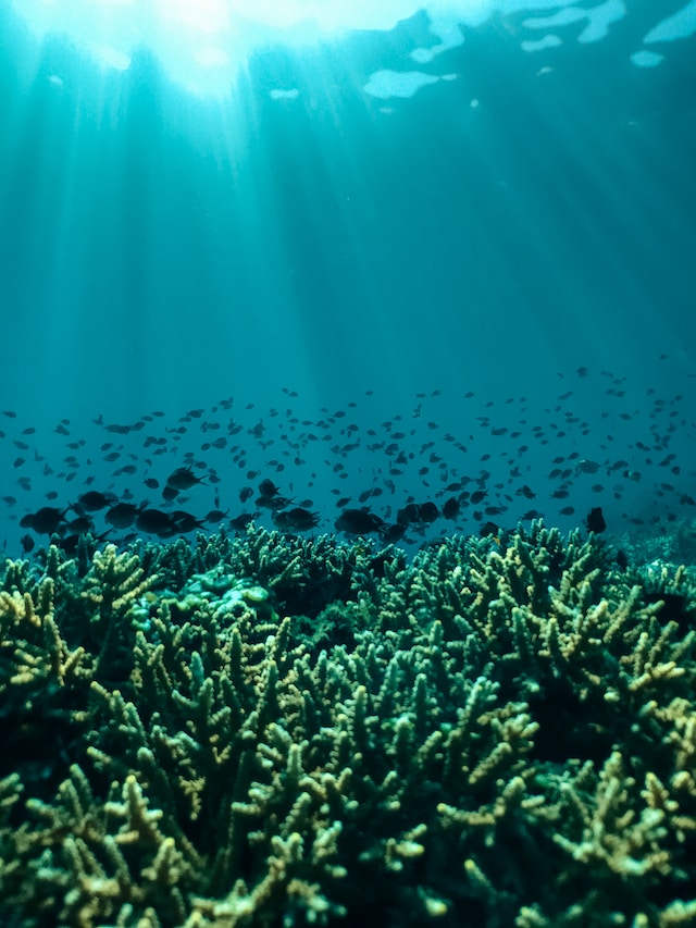 El calentamiento de los océanos provoca estragos en la vida marina