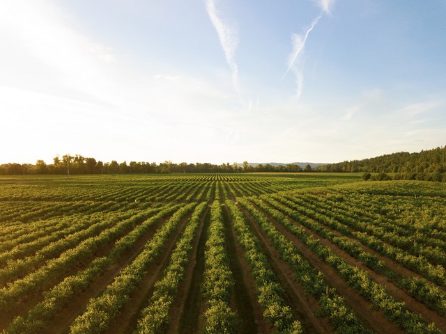 Aplicaciones Móviles y la Revolución en la Industria de la Agricultura  