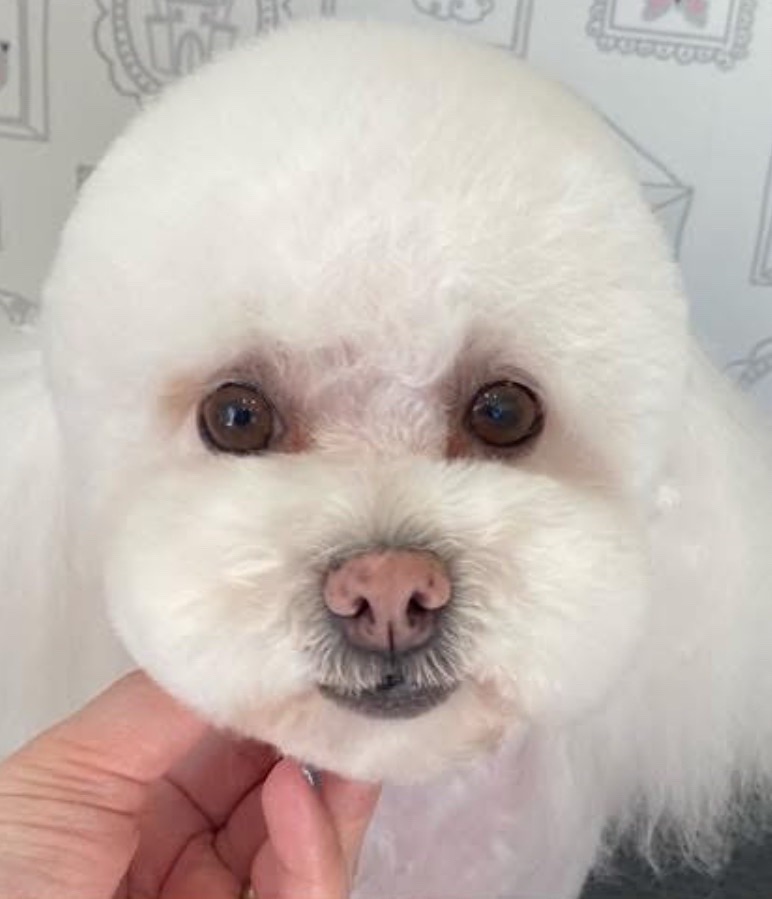 Borcsa Kutyakozmetikája