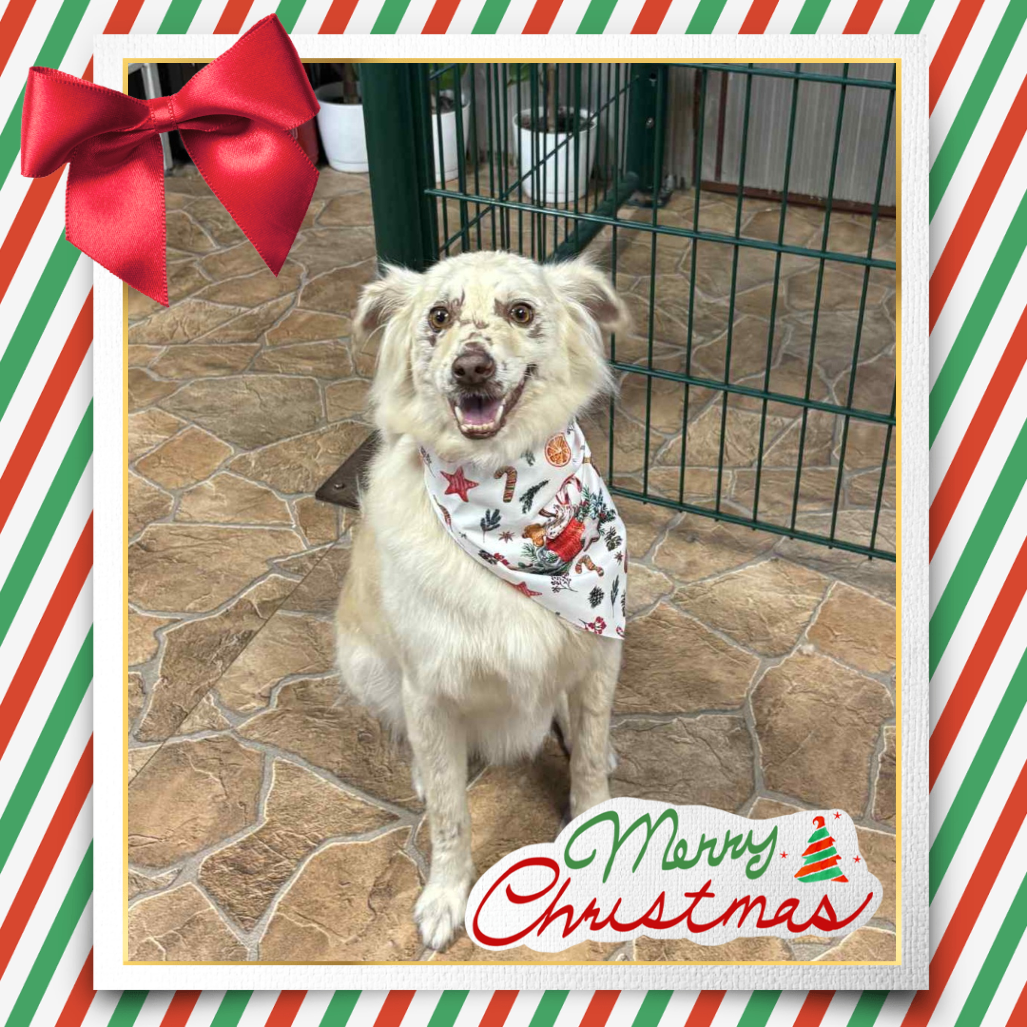 Brúnó Kutyakozmetika