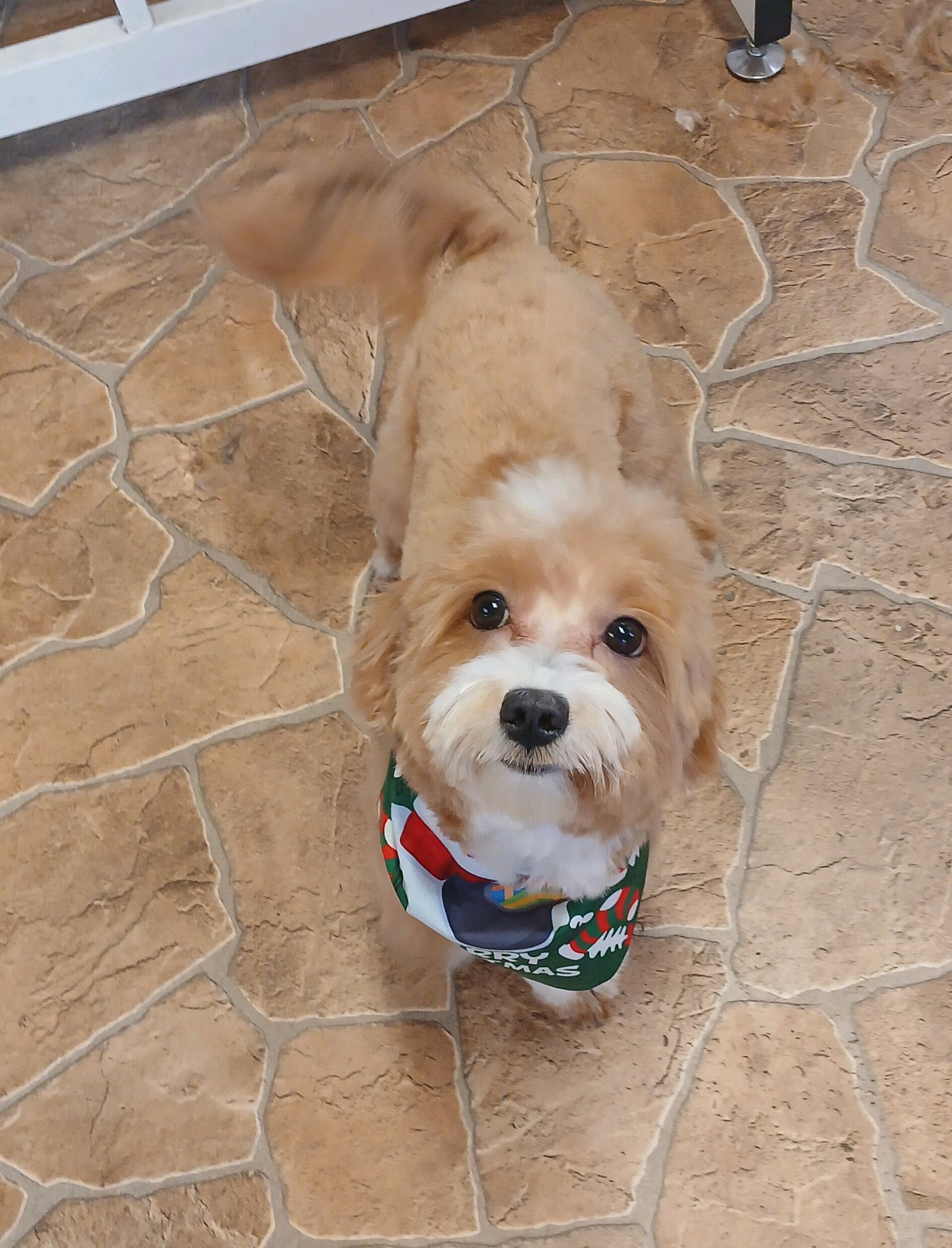 Brúnó Kutyakozmetika