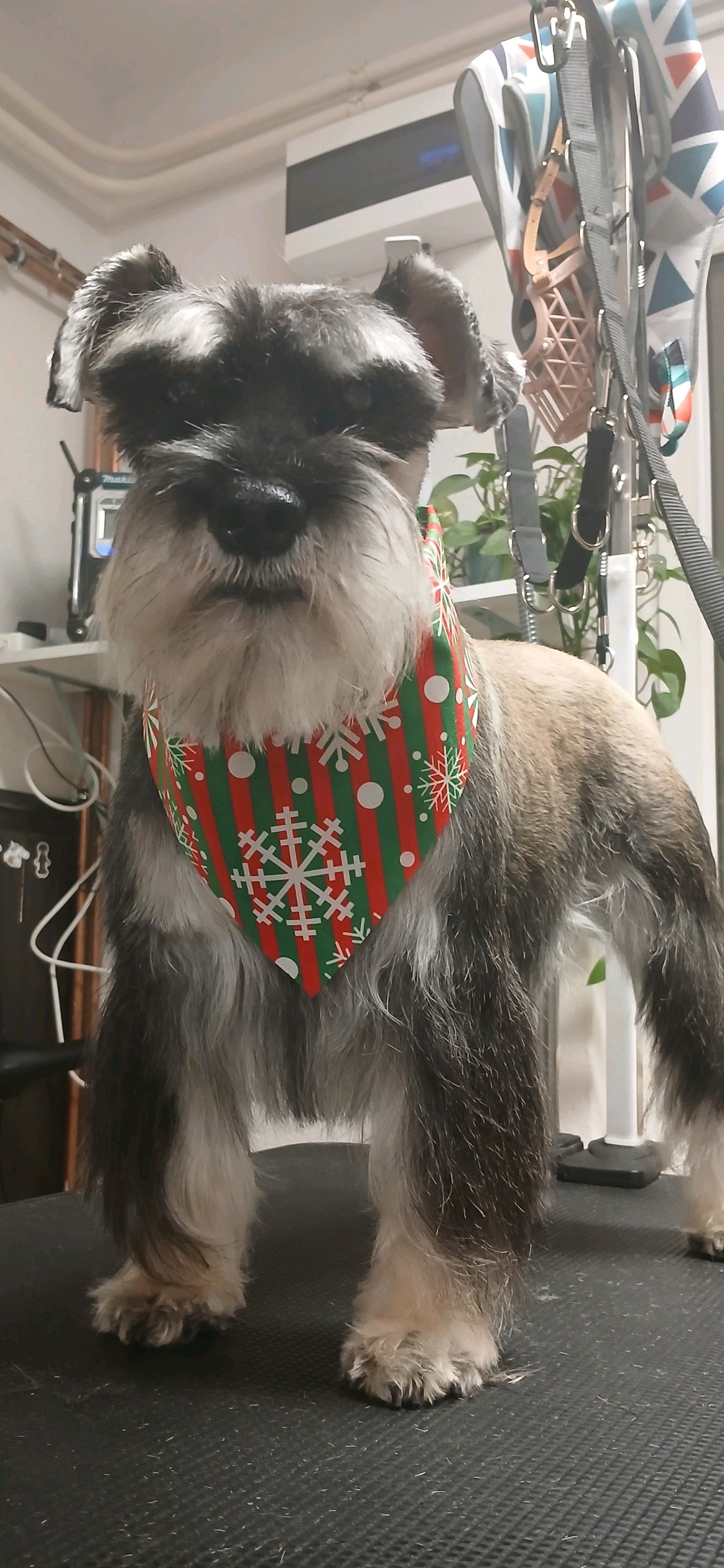 Brúnó Kutyakozmetika