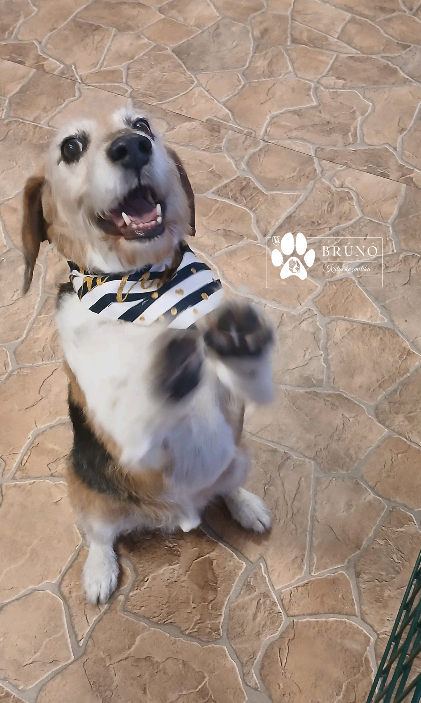 Brúnó Kutyakozmetika