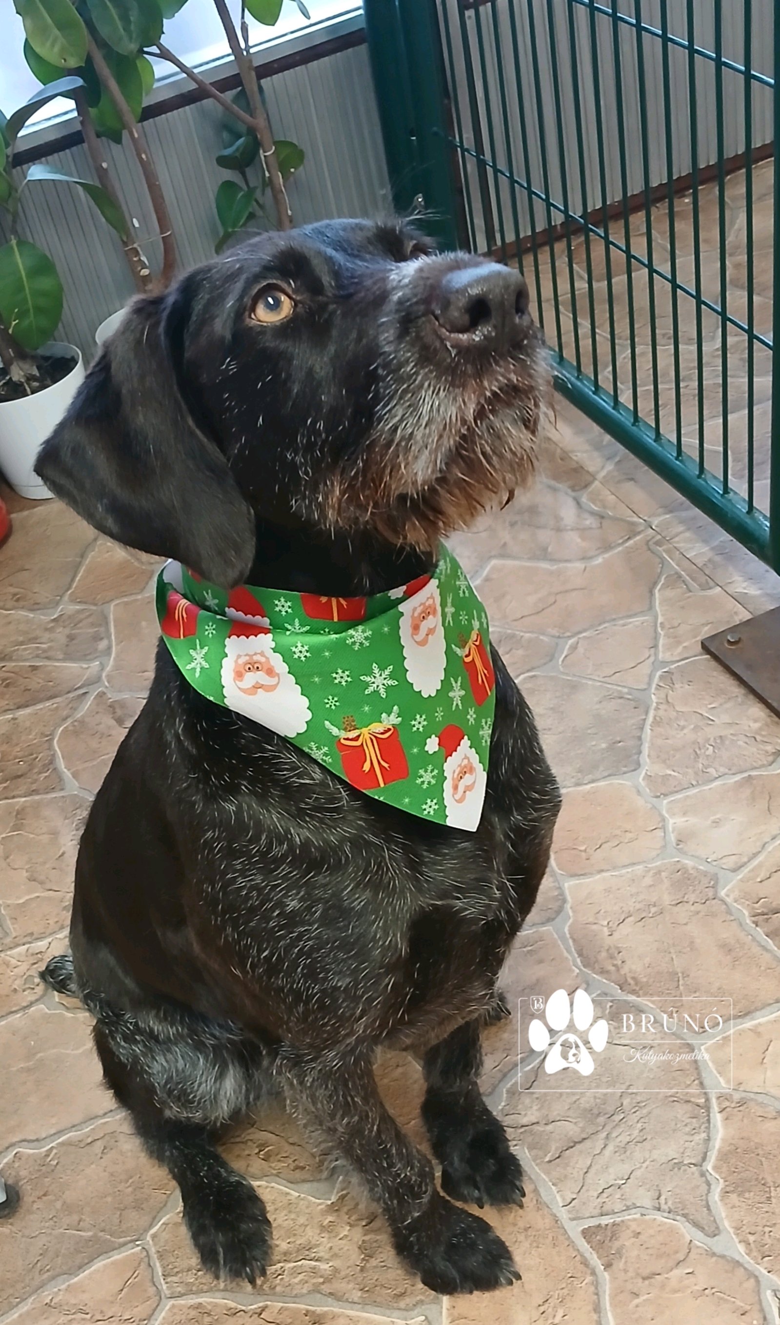 Brúnó Kutyakozmetika