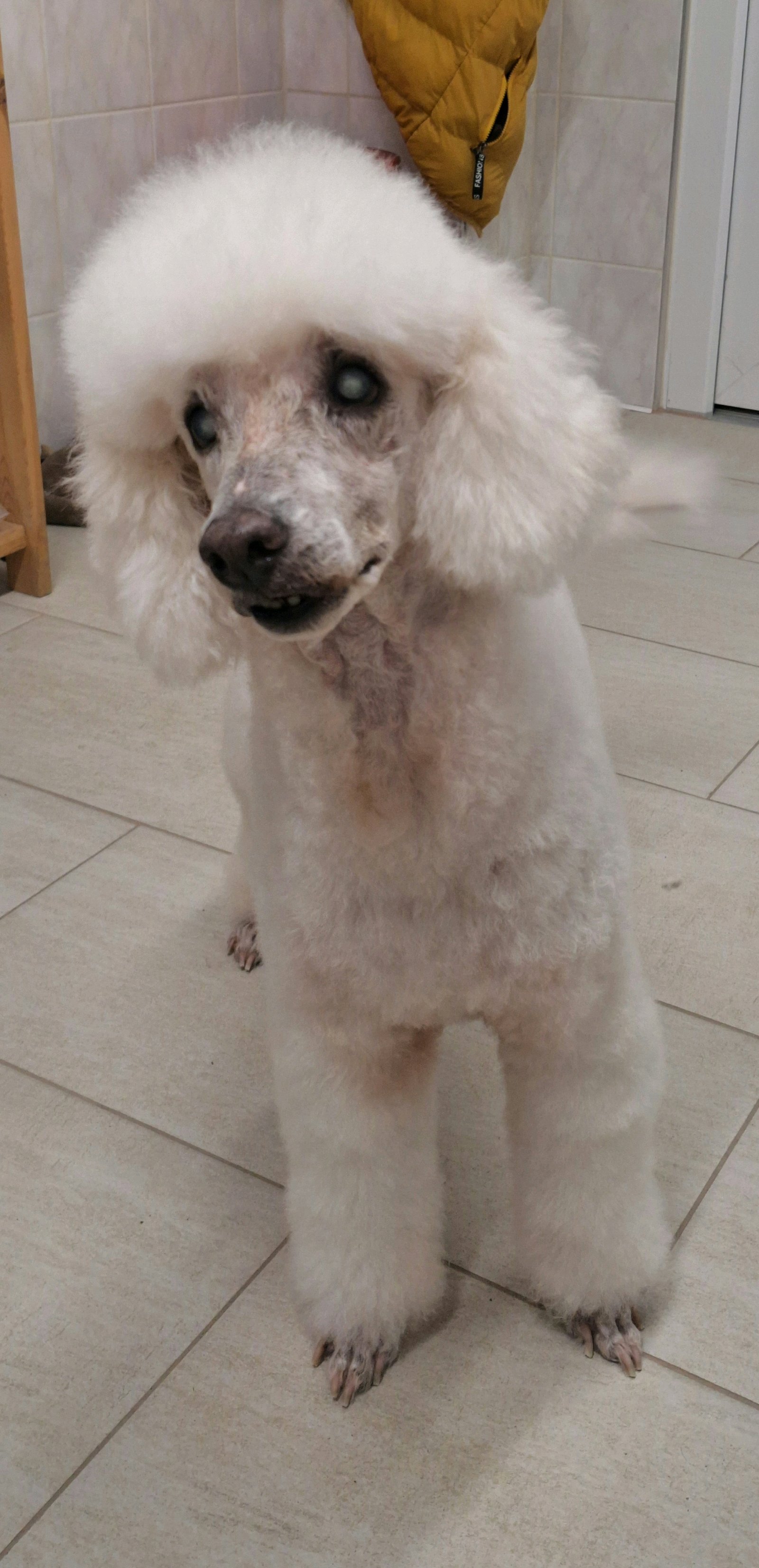 Főnix kutyakozmetika