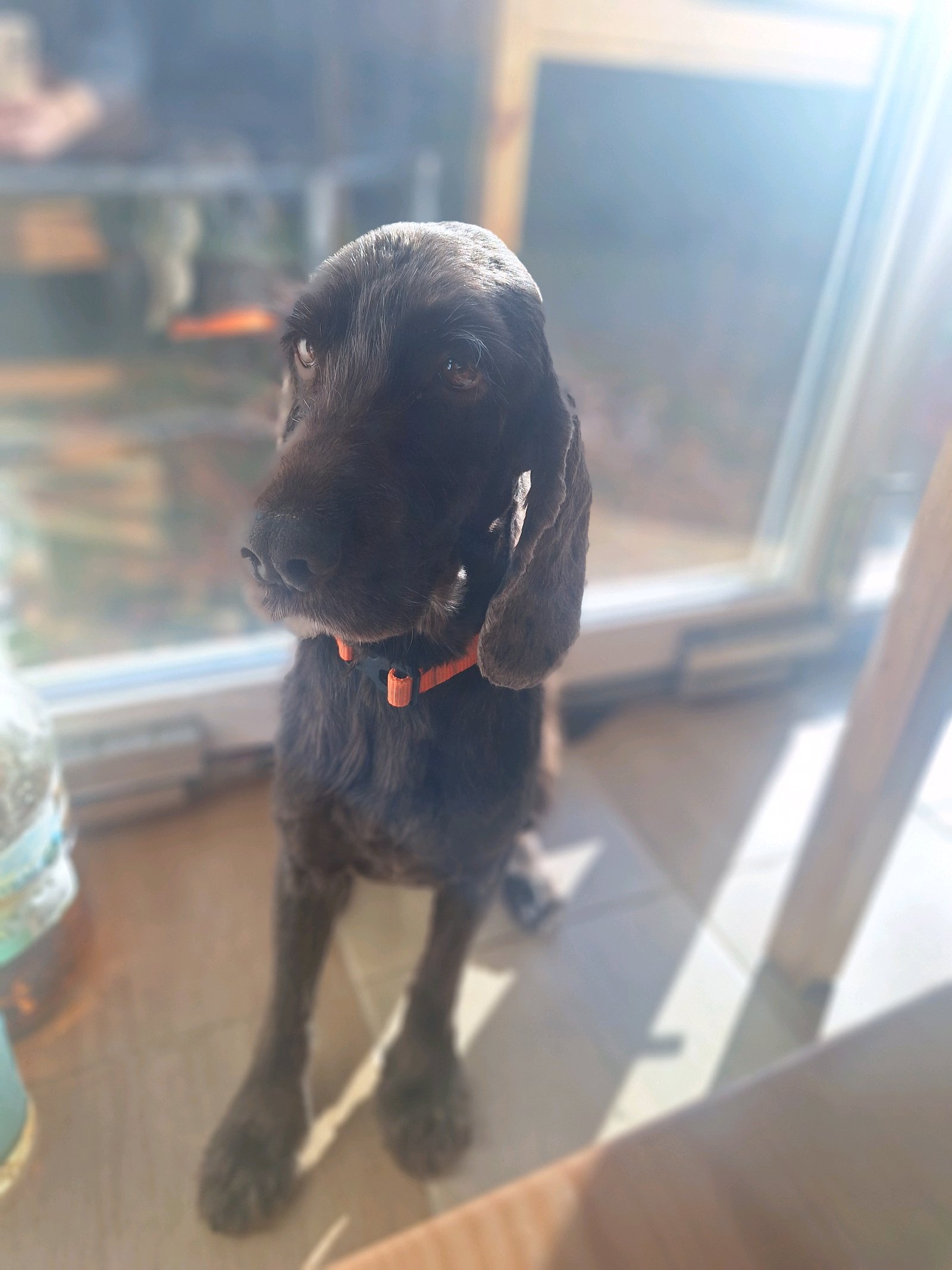 Főnix kutyakozmetika