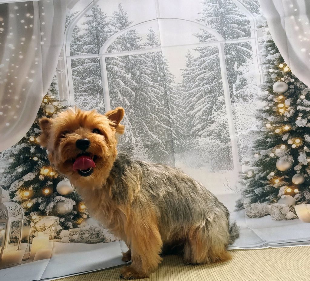 Top'illa Kutyakozmetika