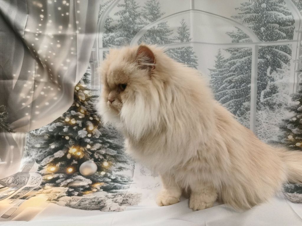 Top'illa Kutyakozmetika