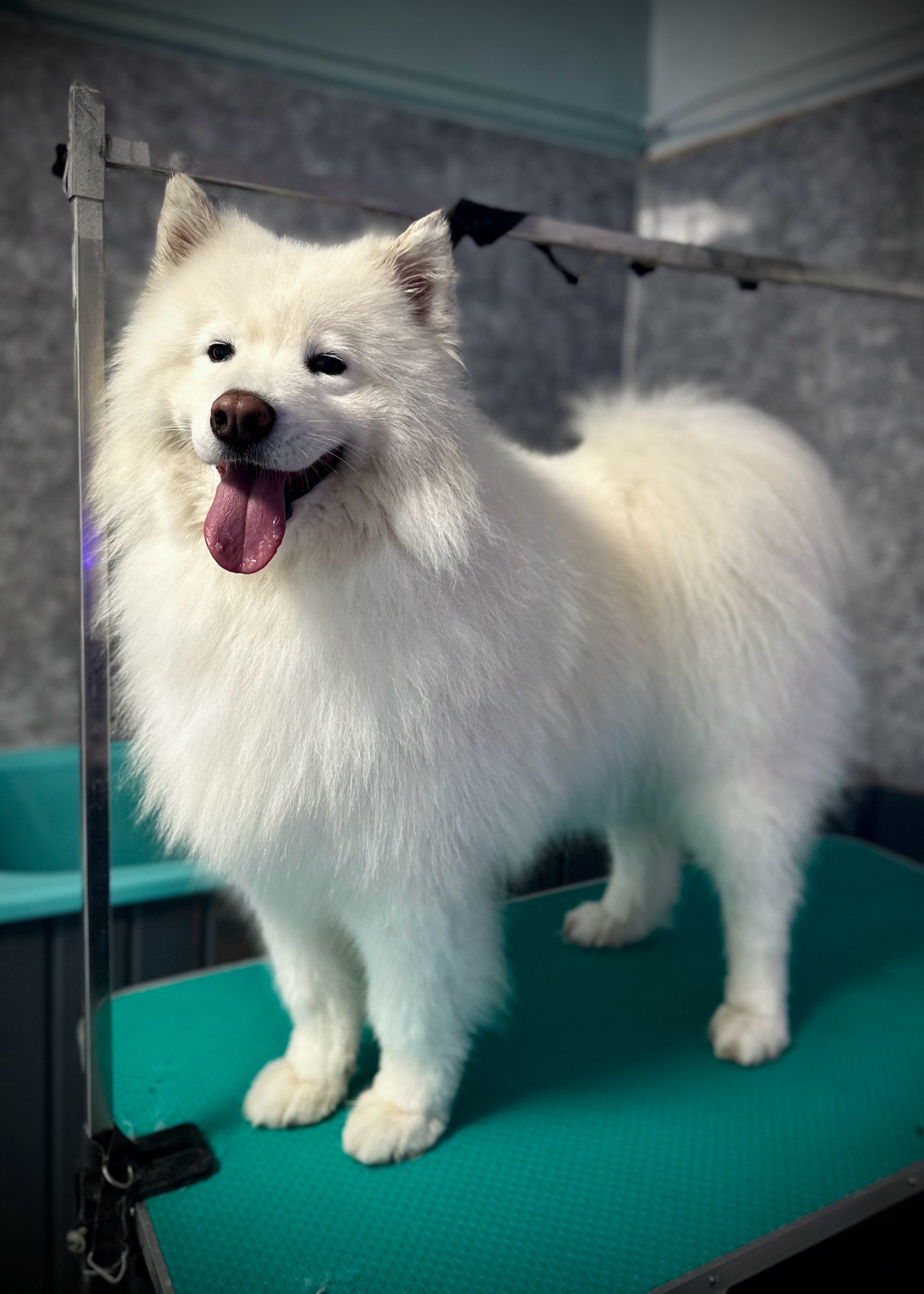 Vénusz kutyakozmetika Makó