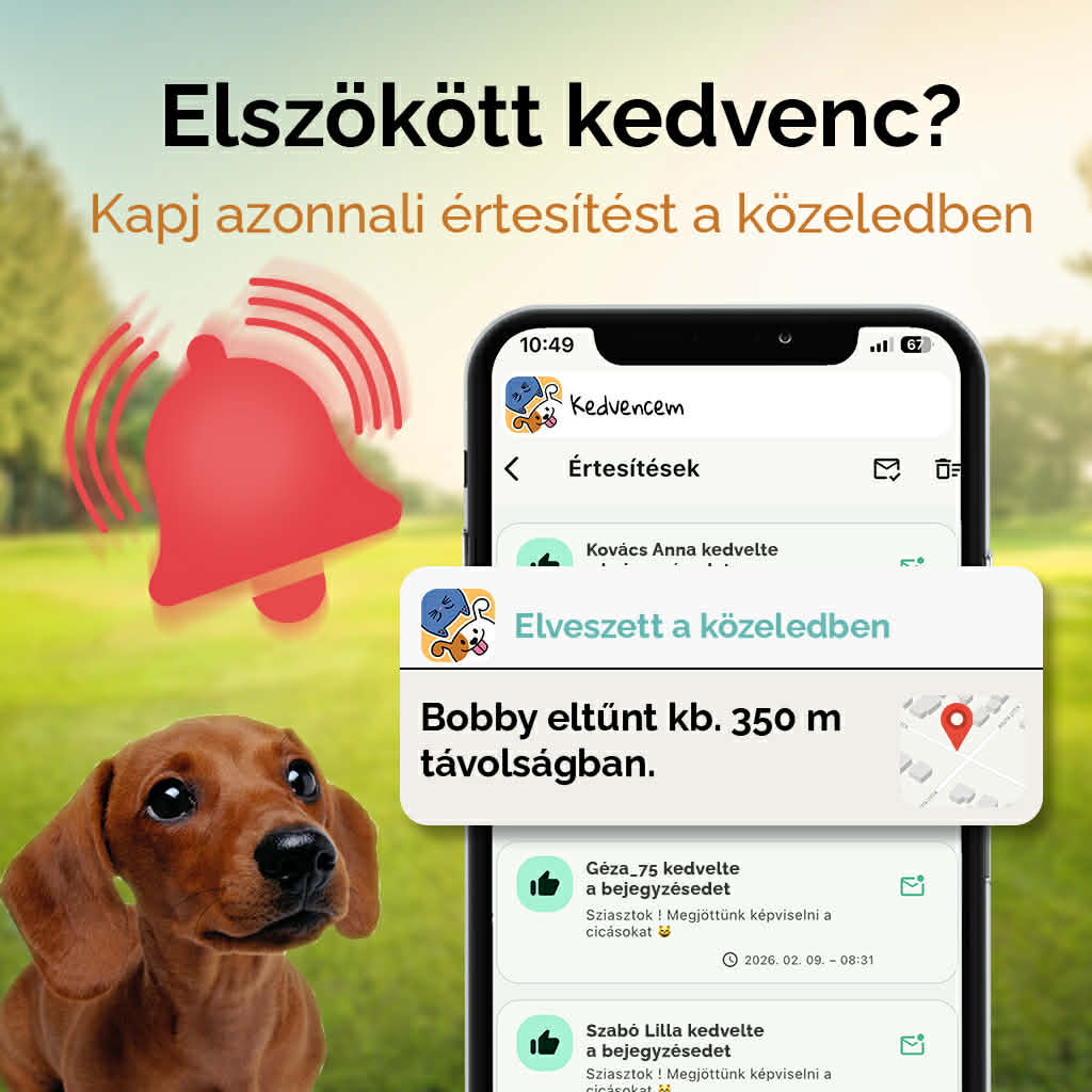 Elveszett mód a Kedvencem appban: így működik lépésről lépésre